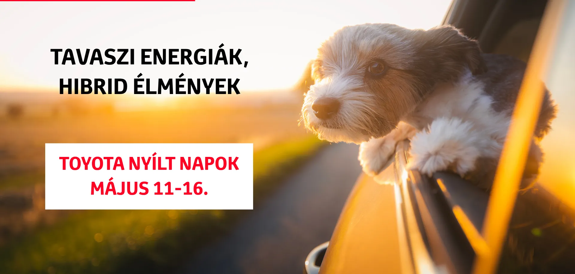 Limitált ajánlatok